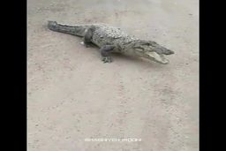 رژه رفتن وحشتناک تمساح ها وسط خیابان های شهر در سیستان و بلوچستان همه را فراری کرد! + فیلم